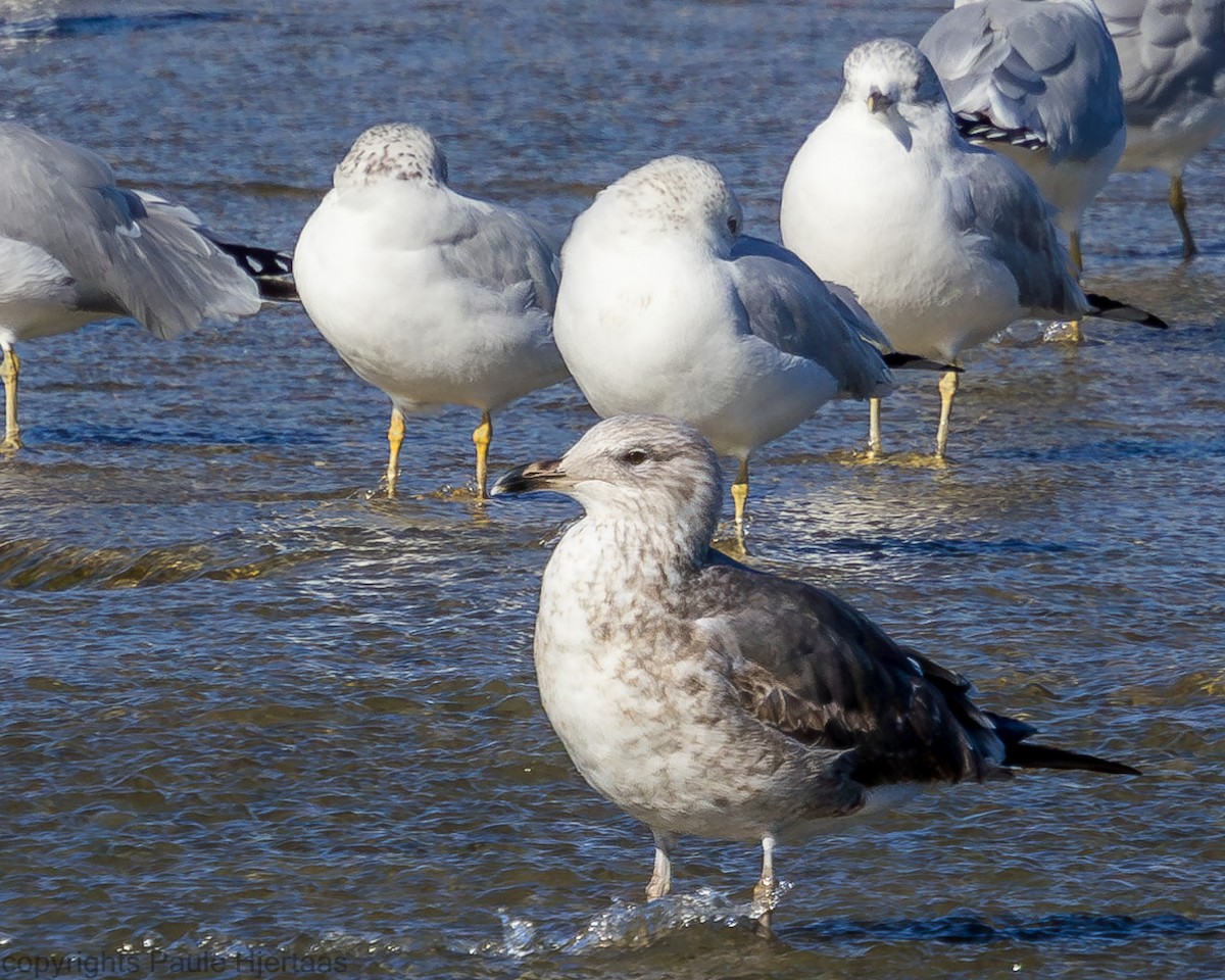 Lesser Black-backed Gull - Paule Hjertaas