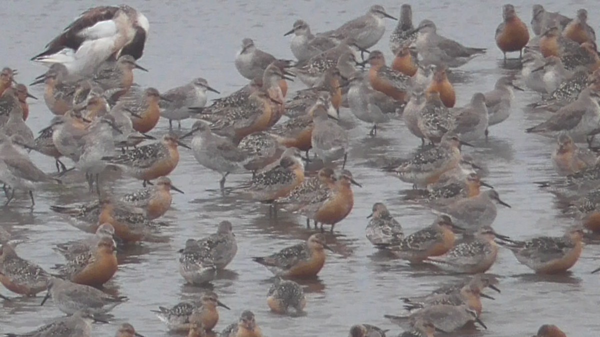 Red Knot - ML613753272