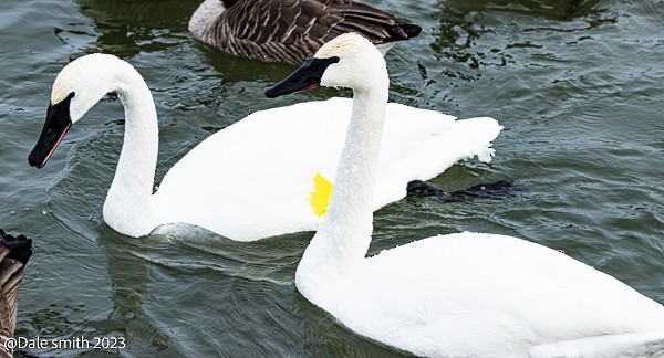 Trumpeter Swan - ML613753281