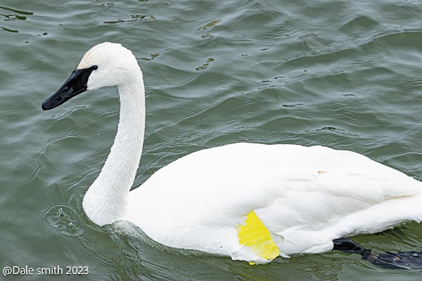 Trumpeter Swan - ML613753282