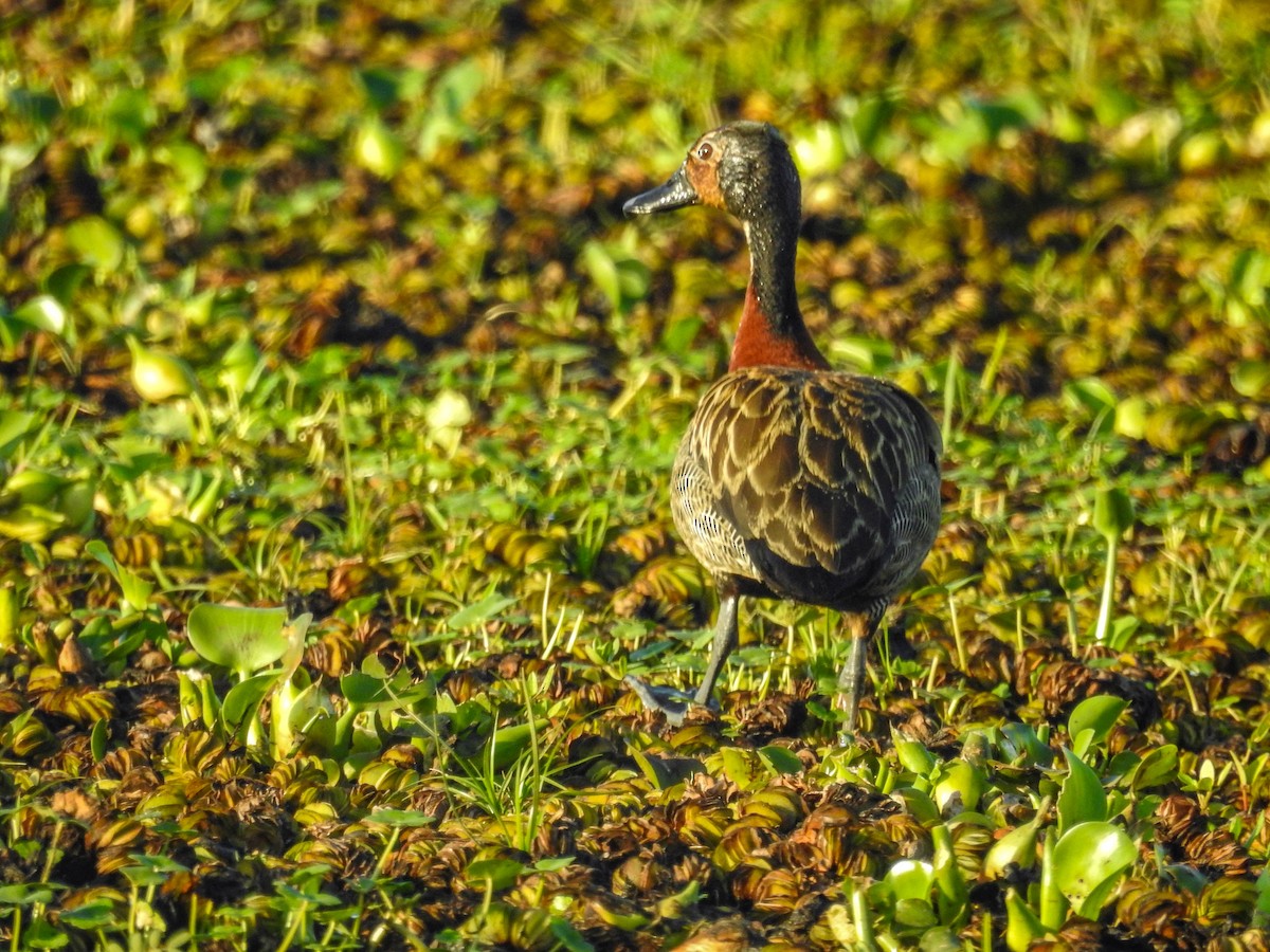 White-faced Whistling-Duck - ML613753353