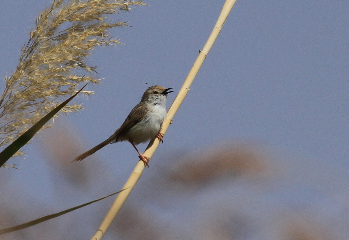 Graceful Prinia - Tomasz Kulakowski