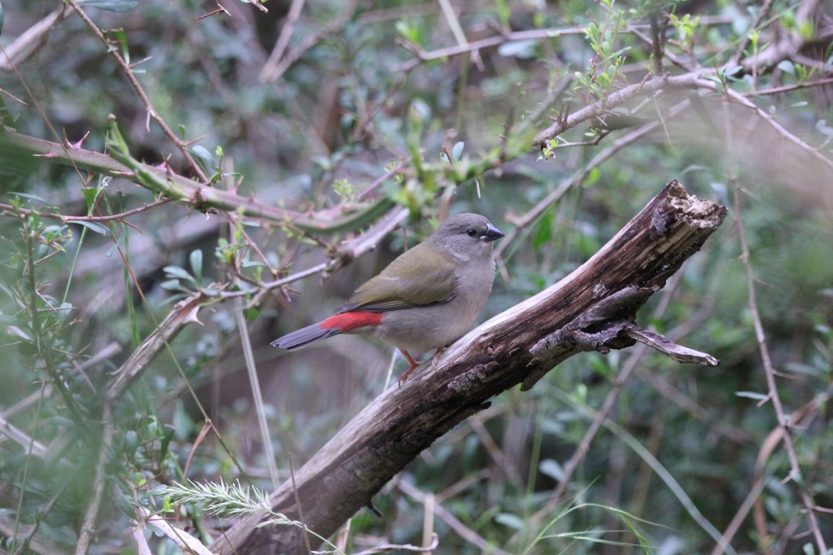 Red-browed Firetail - ML613753410
