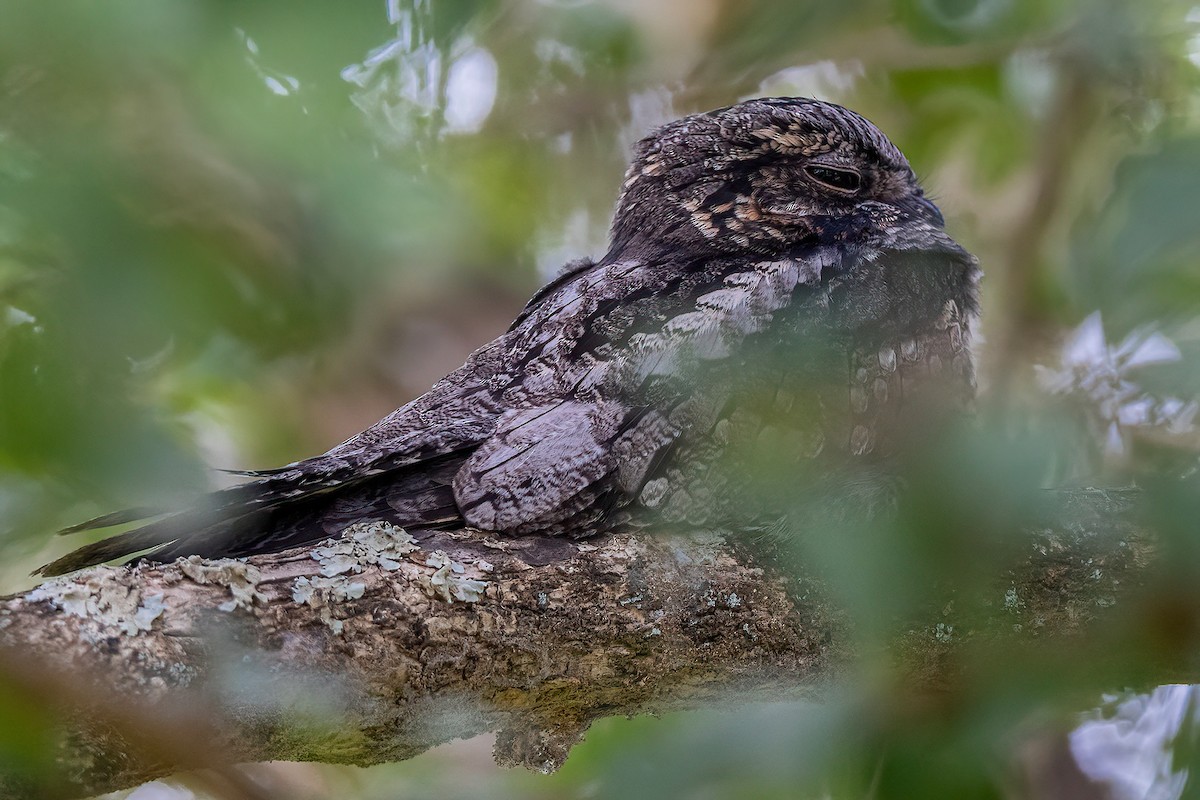 Jungle Nightjar - ML613753431