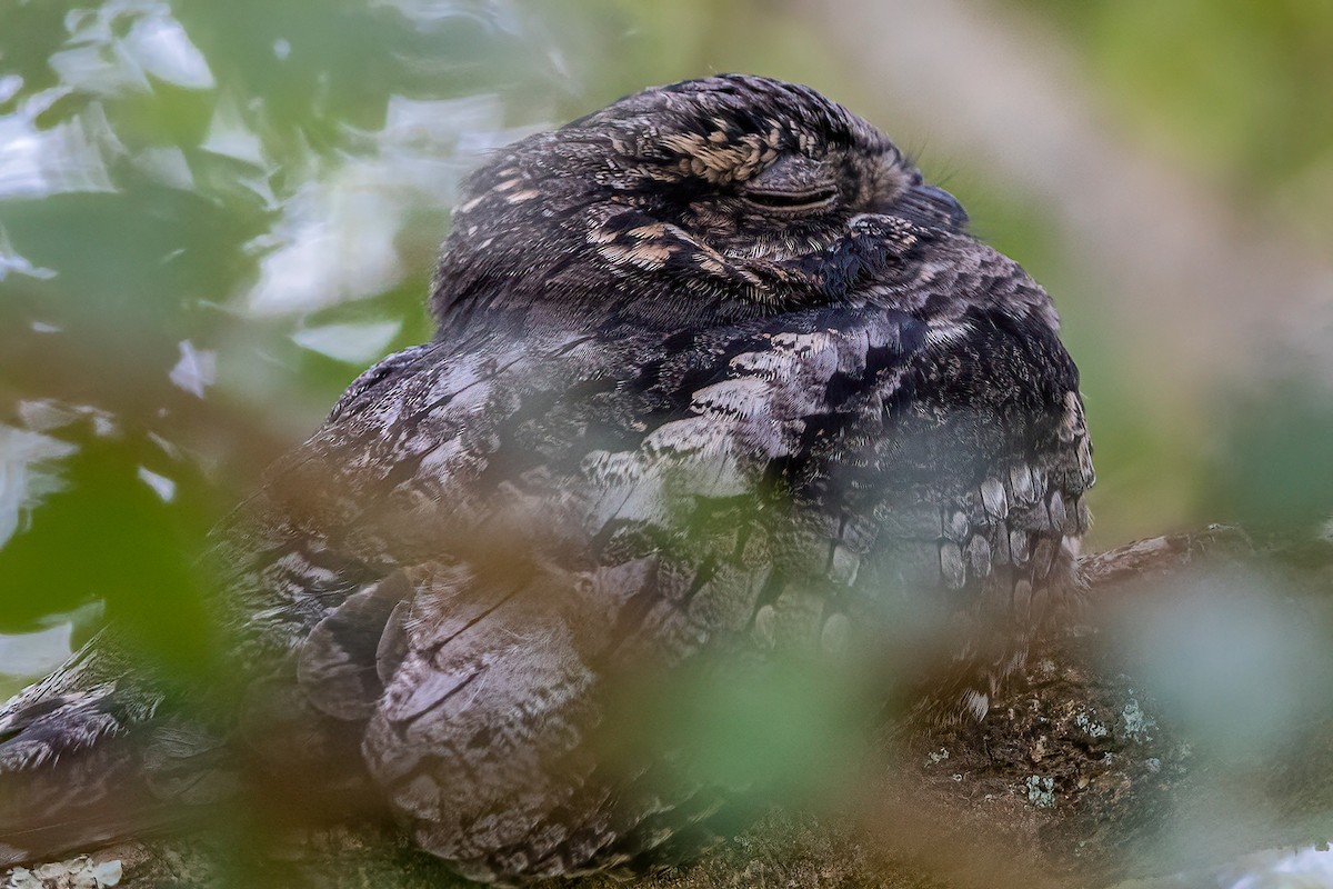 Jungle Nightjar - ML613753435