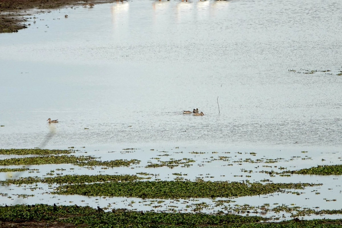 Northern Shoveler - ML613753438