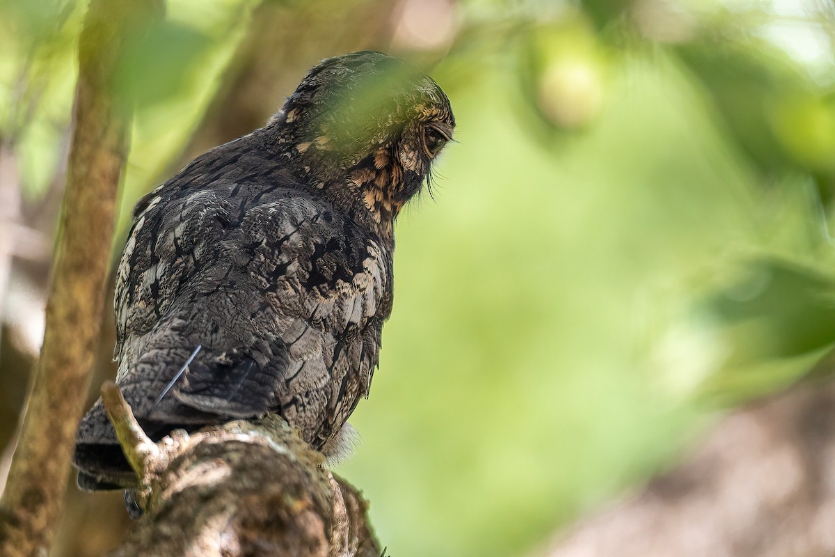 Jungle Nightjar - ML613753441