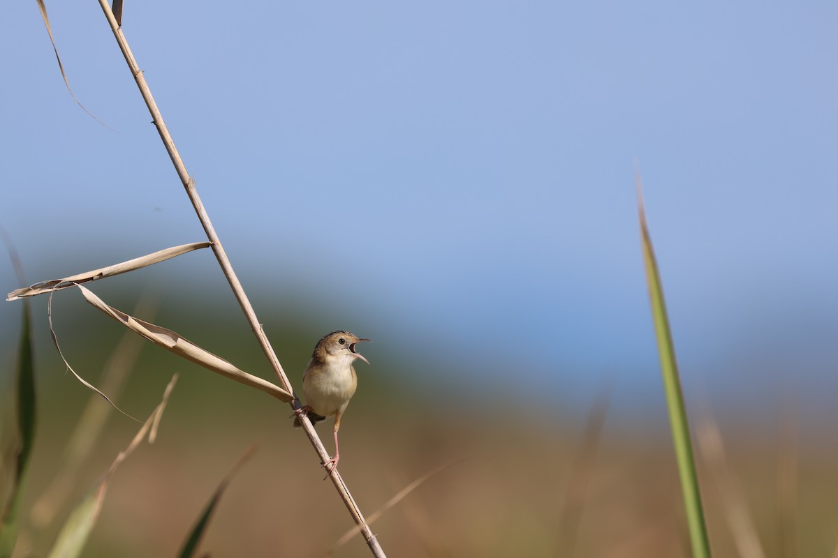 Golden-headed Cisticola - ML613753442