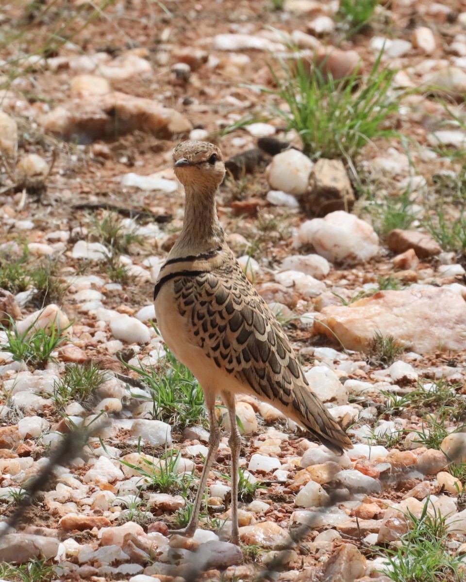 Double-banded Courser - ML613753498