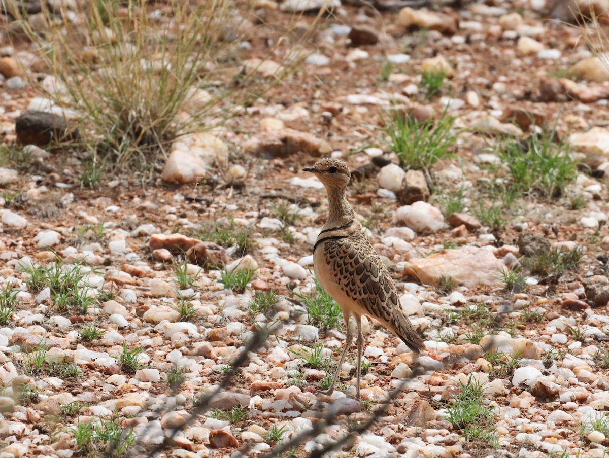 Double-banded Courser - ML613753499