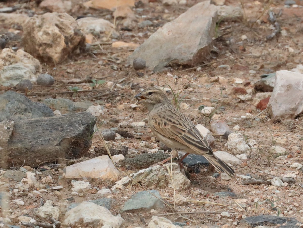 Lark-like Bunting - ML613753508