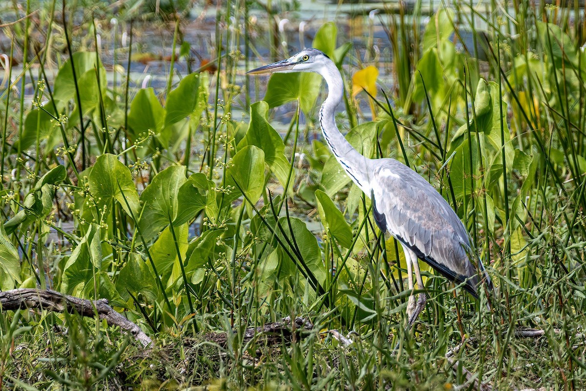 Gray Heron - ML613753546