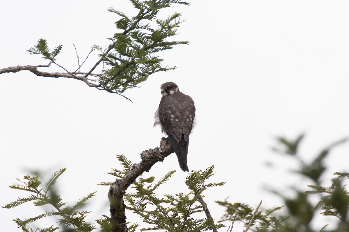 Eurasian Hobby - ML613753584