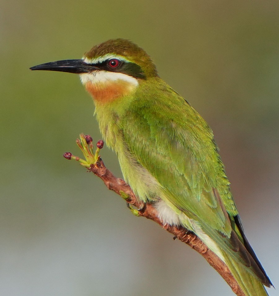 Madagascar Bee-eater - ML613753610