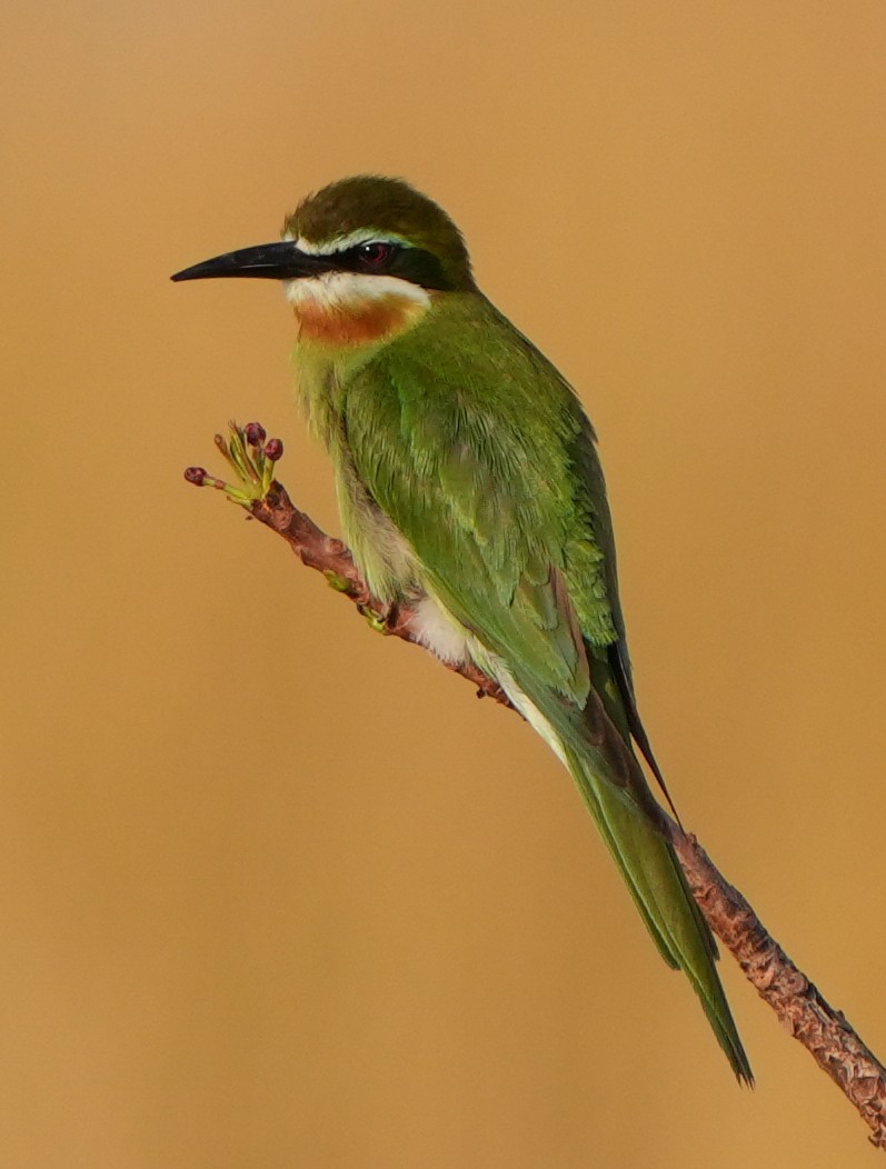 Madagascar Bee-eater - ML613753613