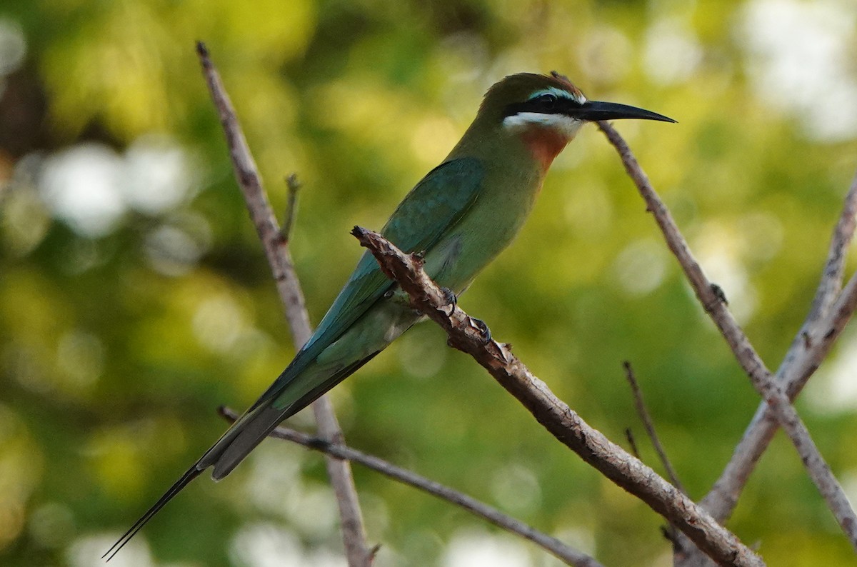 Madagascar Bee-eater - ML613753618
