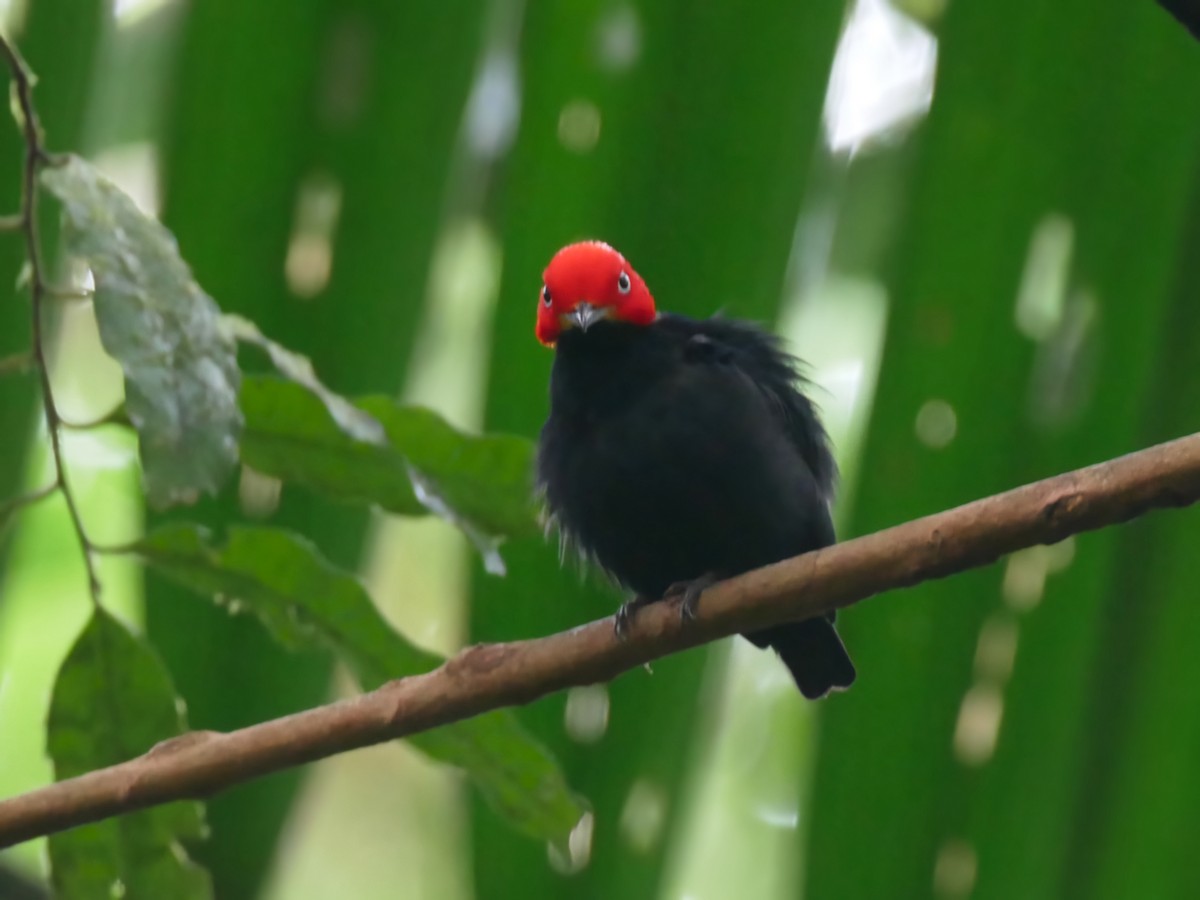 Red-capped Manakin - Alexandre Vinot