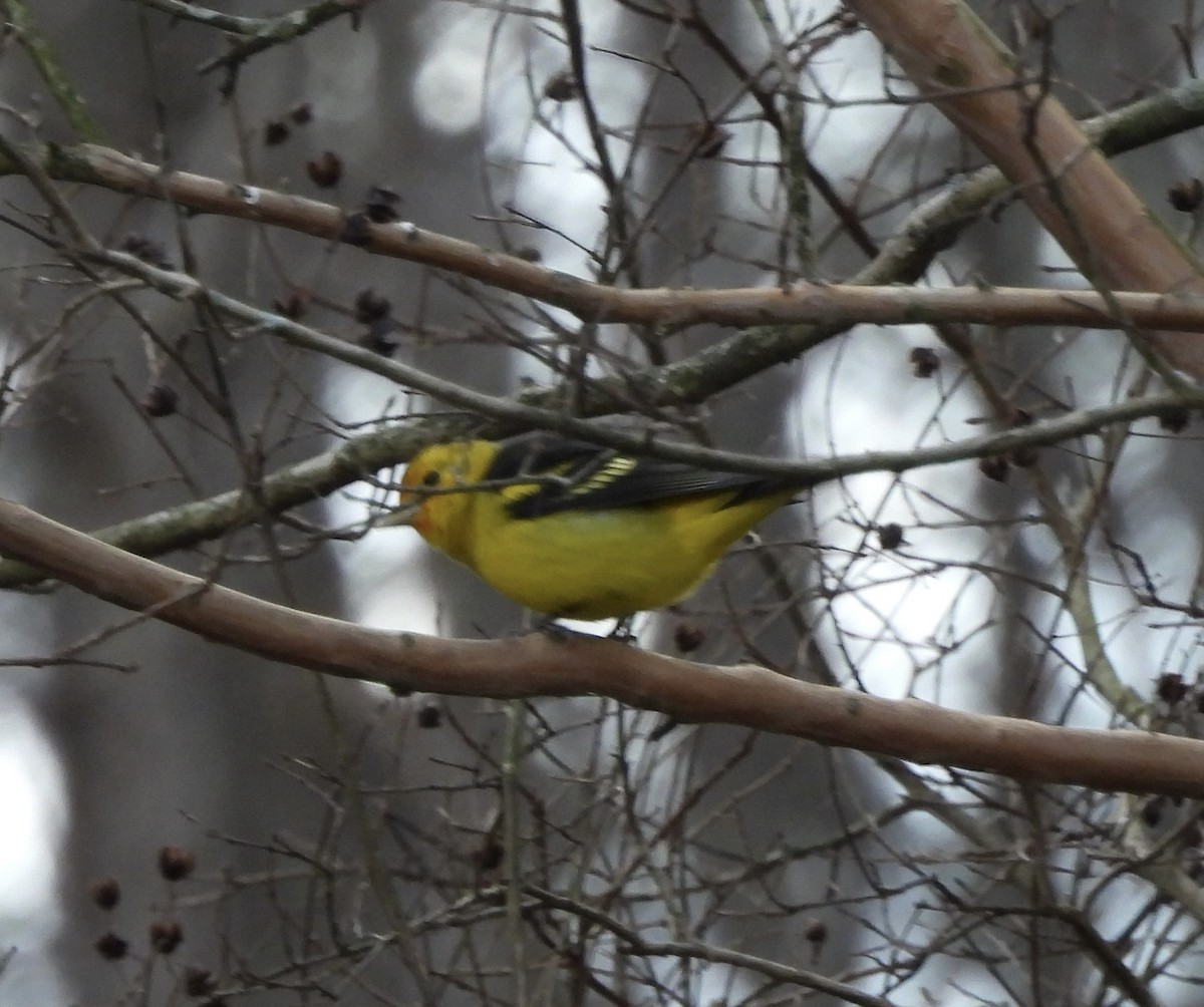 Western Tanager - ML613753834