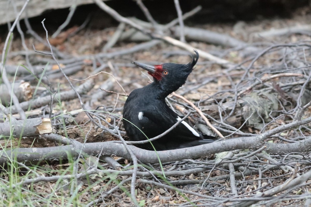 Magellanic Woodpecker - Giles Daubeney