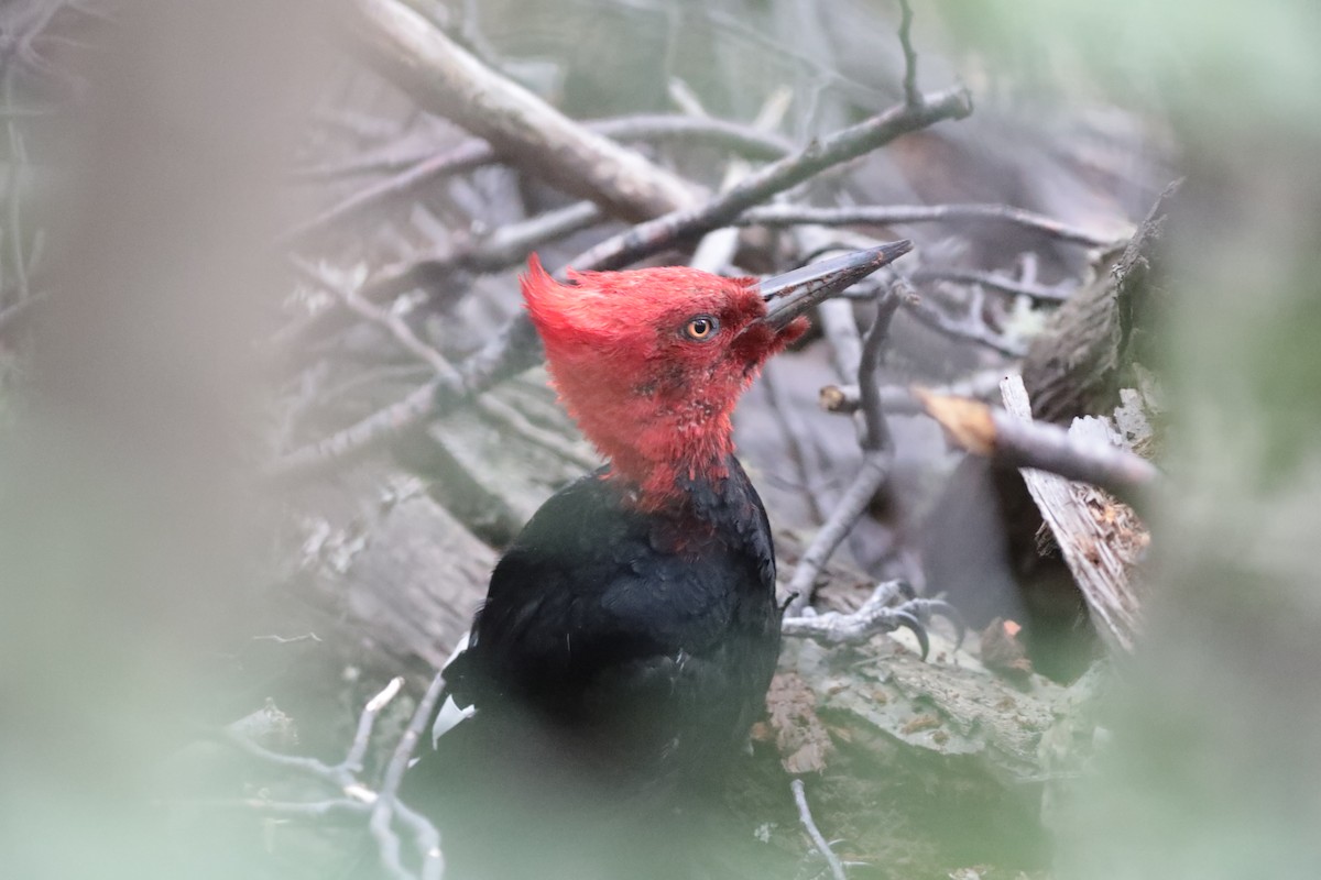 Magellanic Woodpecker - Giles Daubeney