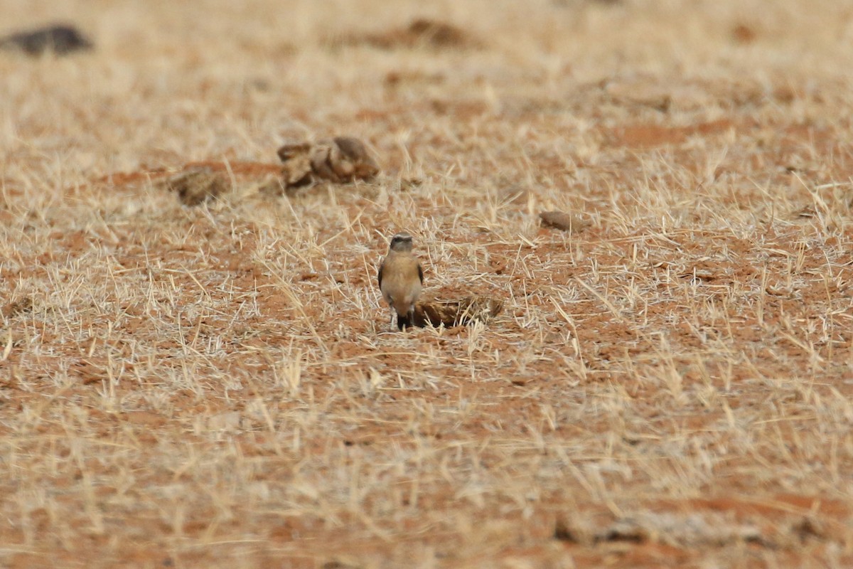 Northern/Atlas Wheatear - ML613753884