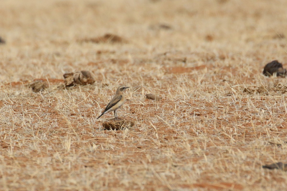 Northern/Atlas Wheatear - ML613753885