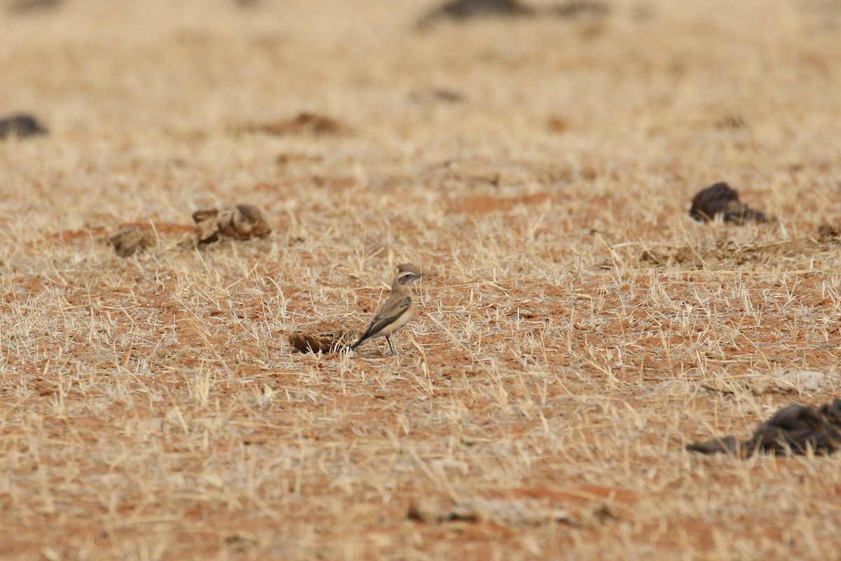 Northern/Atlas Wheatear - ML613753886