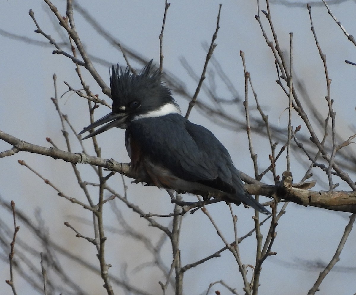 Belted Kingfisher - ML613753891