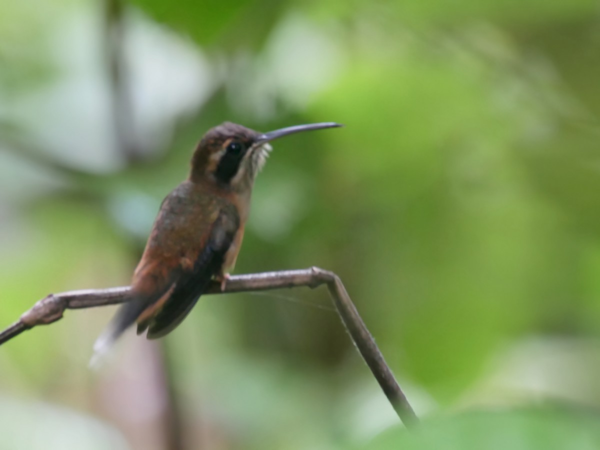 Stripe-throated Hermit - Alexandre Vinot