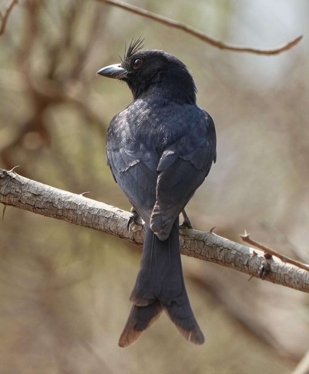 Crested Drongo - ML613754064