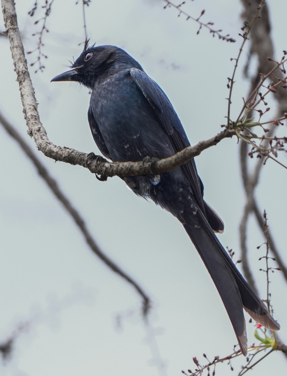 Sorguçlu Drongo - ML613754065