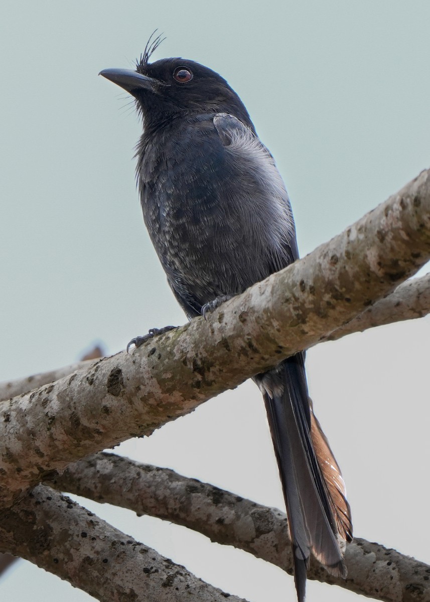 Crested Drongo - ML613754066