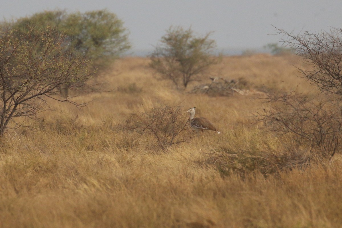 Arabian Bustard - Oscar Campbell