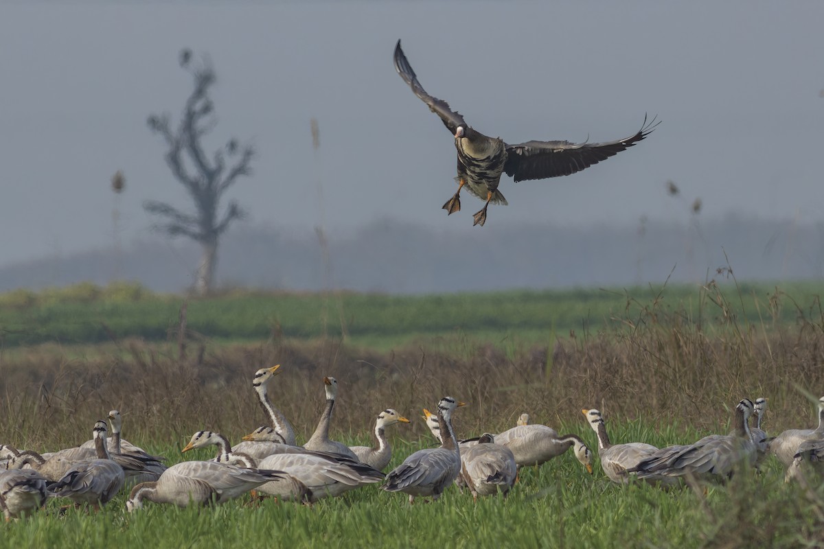 Greater White-fronted Goose - ML613754088