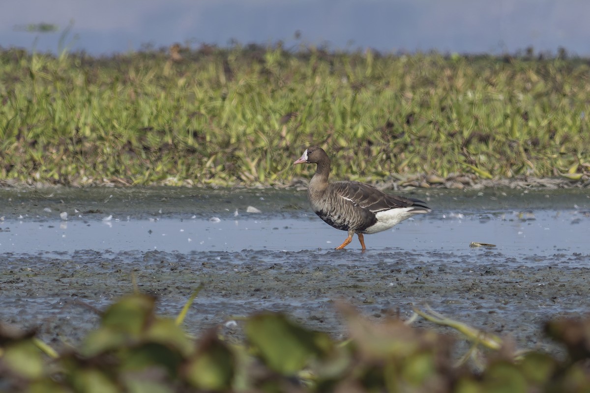 Greater White-fronted Goose - ML613754091