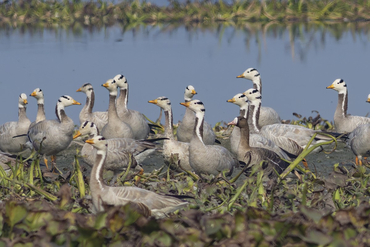 Greater White-fronted Goose - ML613754092