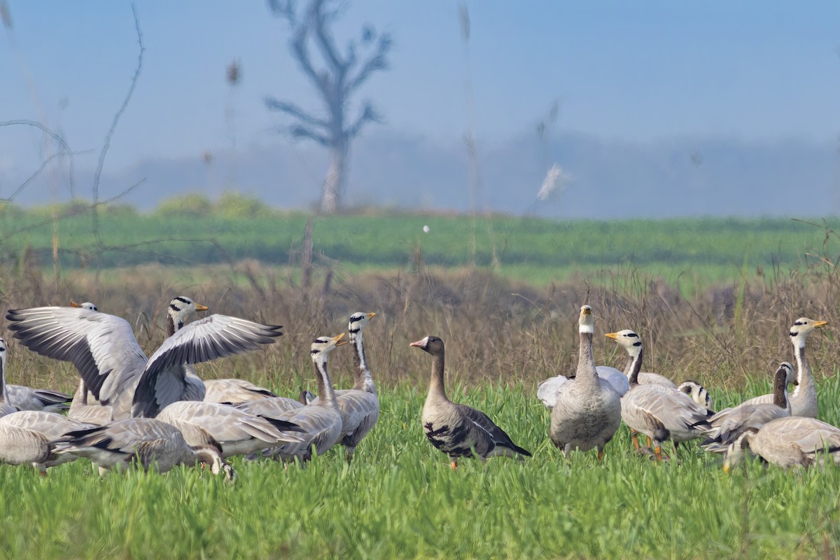 Greater White-fronted Goose - ML613754093