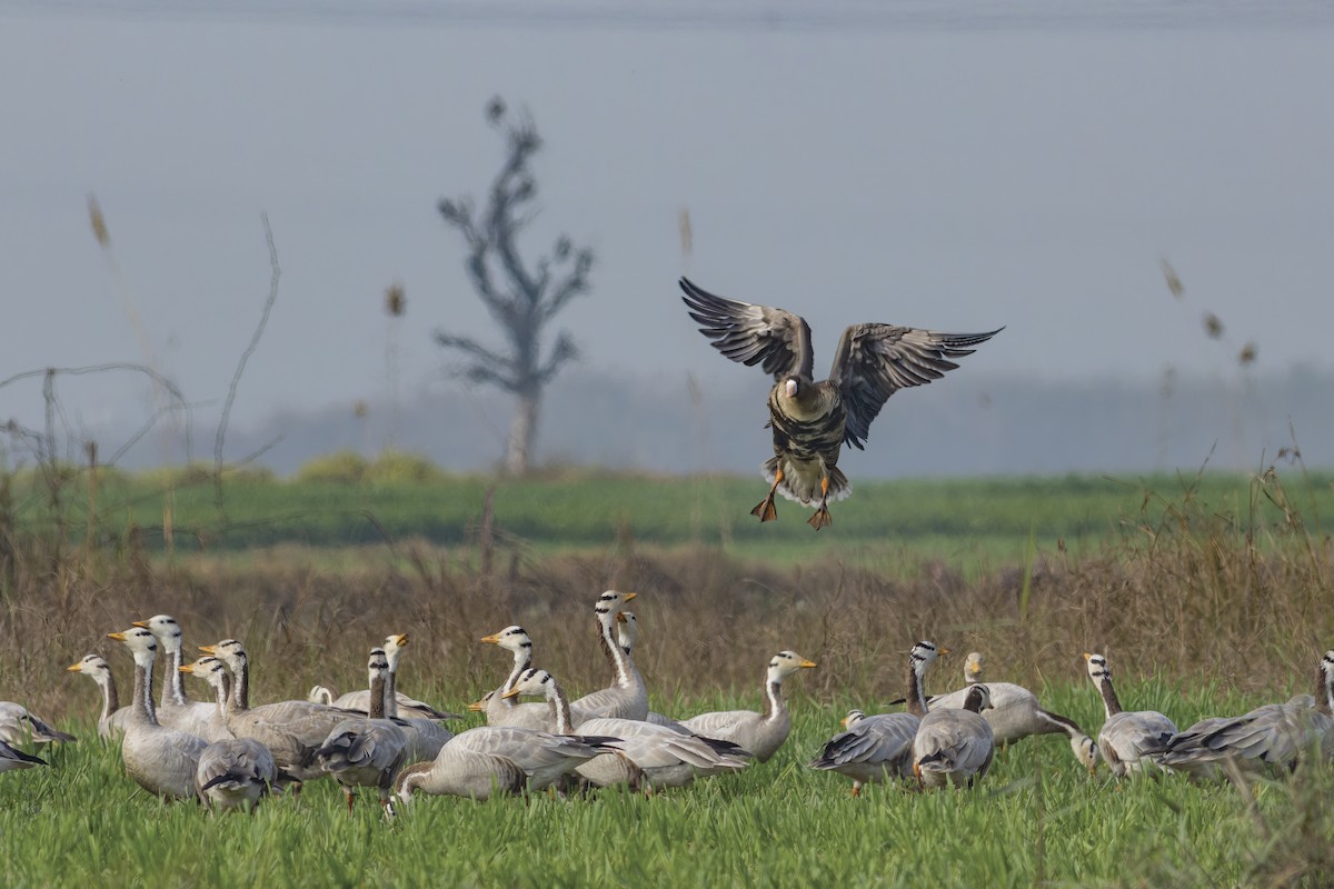 Greater White-fronted Goose - ML613754094