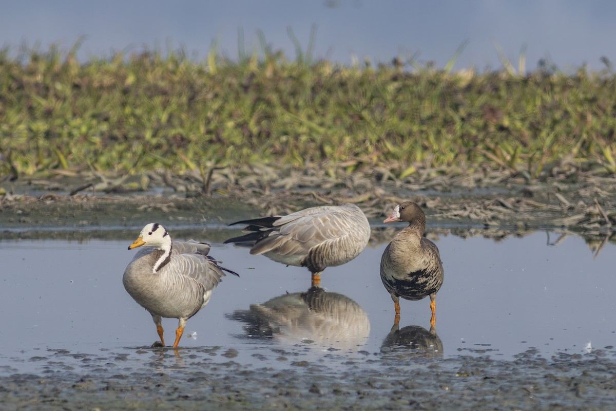 Greater White-fronted Goose - ML613754096