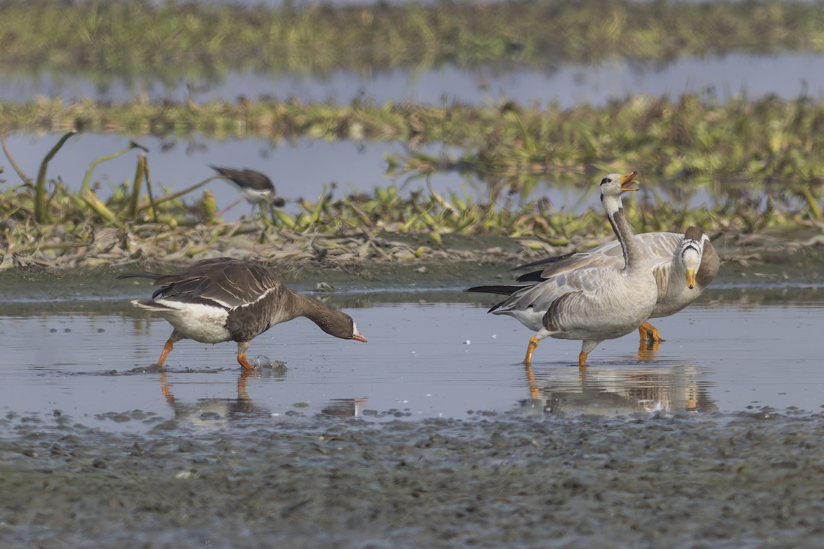 Greater White-fronted Goose - ML613754097