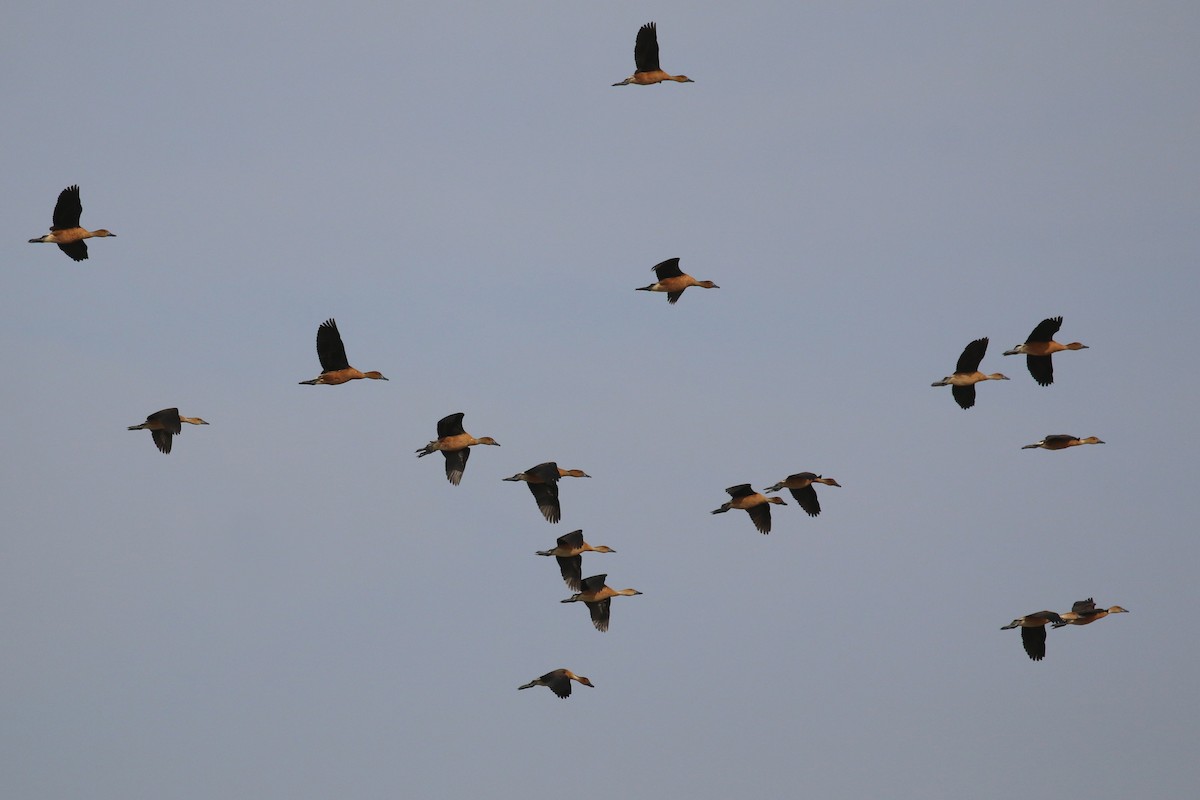 Fulvous Whistling-Duck - ML613754123