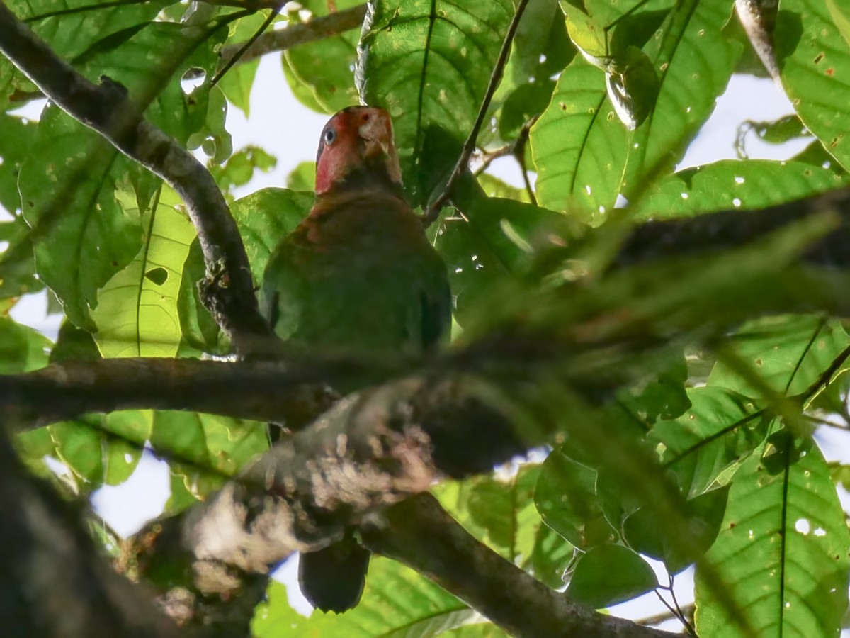 Rose-faced Parrot - ML613754160