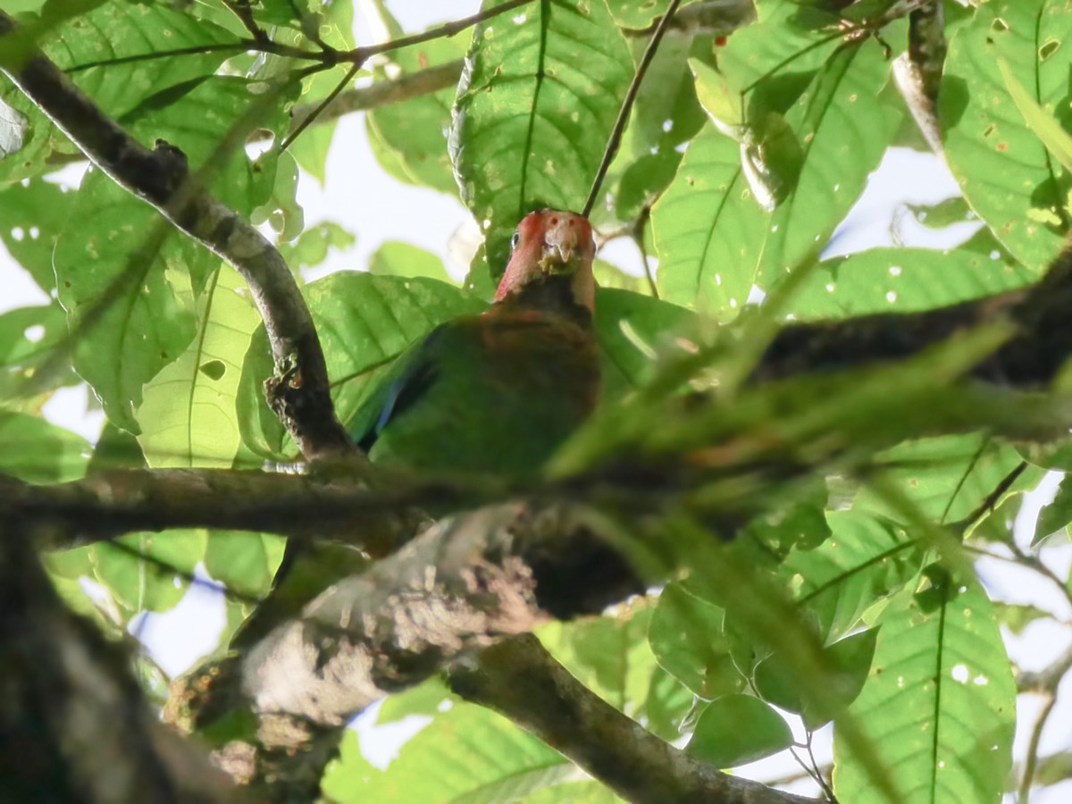 Rose-faced Parrot - ML613754161