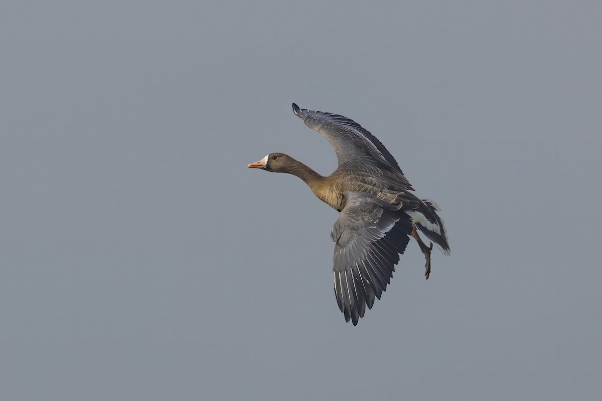 Greater White-fronted Goose - ML613754177