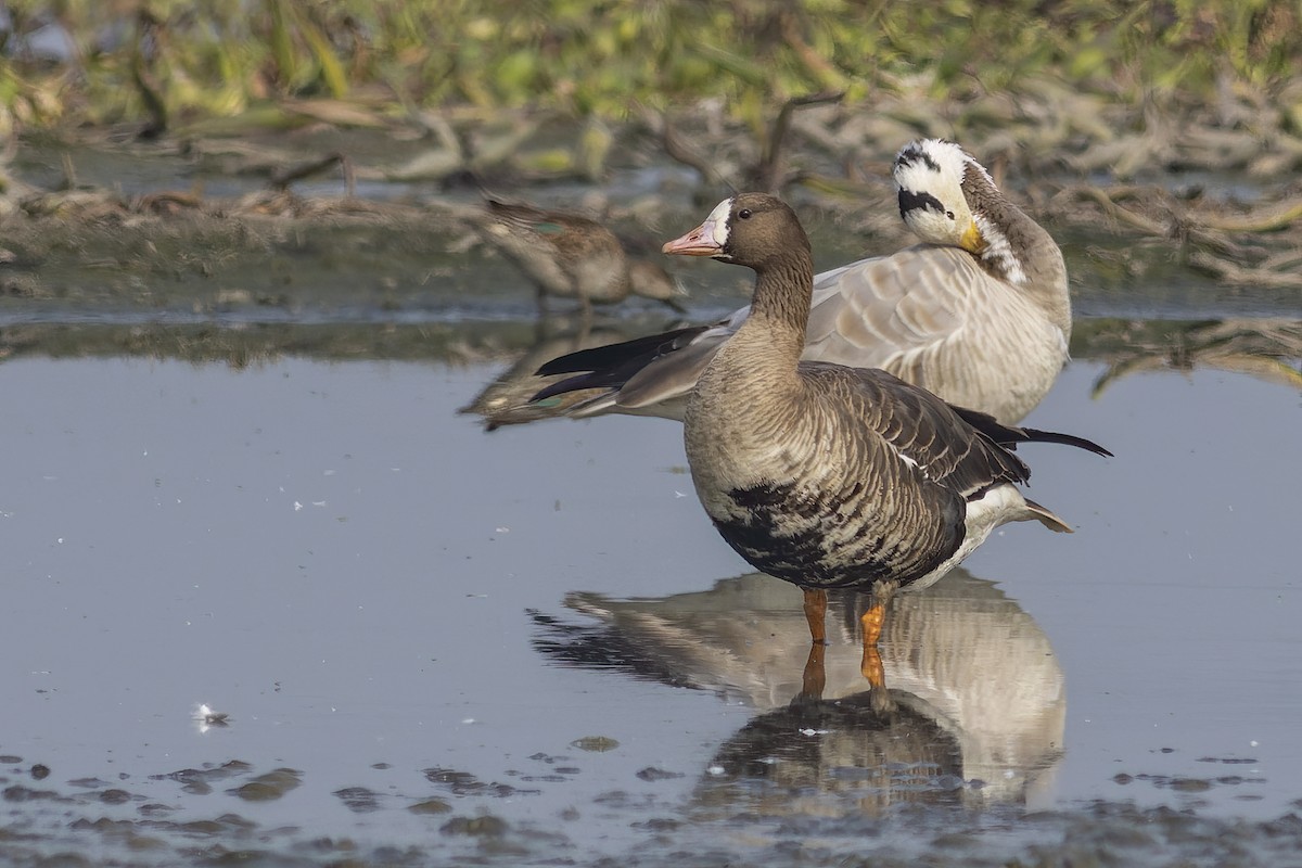 Greater White-fronted Goose - ML613754182