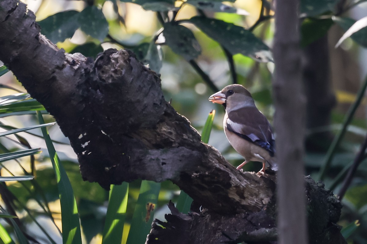 Hawfinch - ML613754190