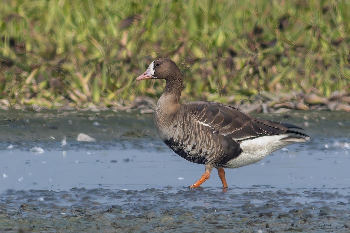 Greater White-fronted Goose - ML613754196
