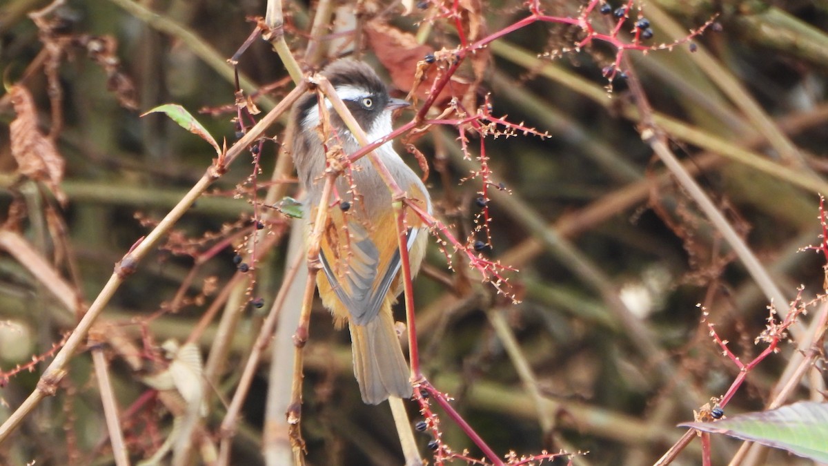 White-browed Fulvetta - ML613754300