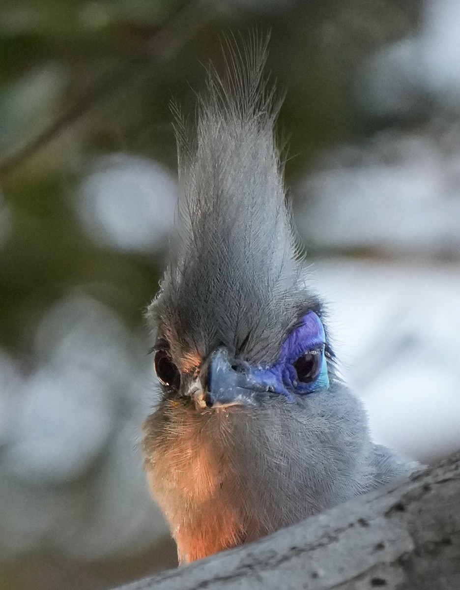 Crested Coua - Roman Suffner