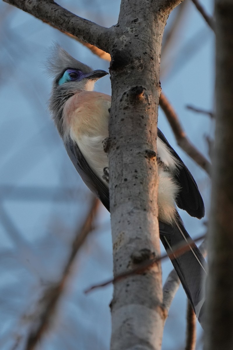 Crested Coua - Roman Suffner